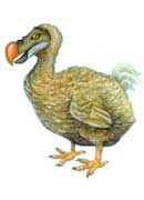 dodo.jpg